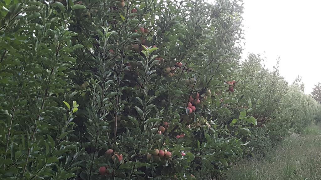 Complejo Rio Los Patos - Apartamentos Barreal Εξωτερικό φωτογραφία