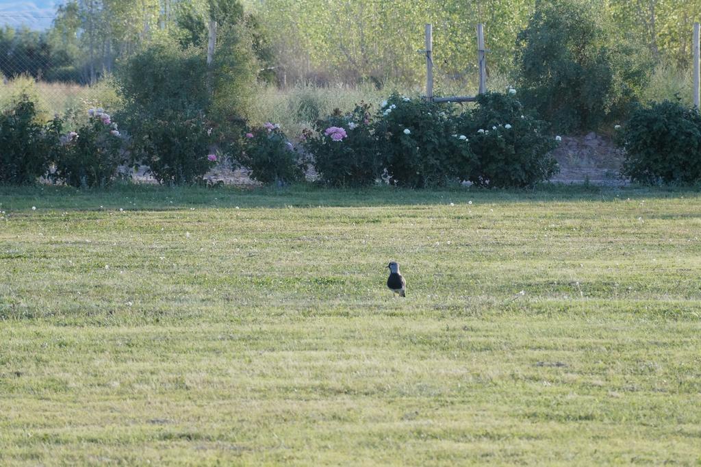 Complejo Rio Los Patos - Apartamentos Barreal Εξωτερικό φωτογραφία